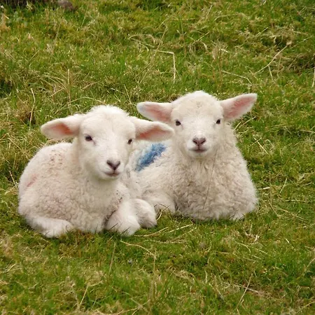 Bed & Breakfast Waterfront Rest Clifden