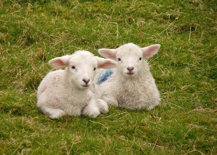 Bed & Breakfast Waterfront Rest Clifden